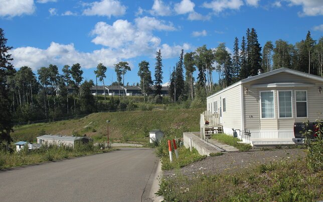 Blue Spruce Pic 5(1)